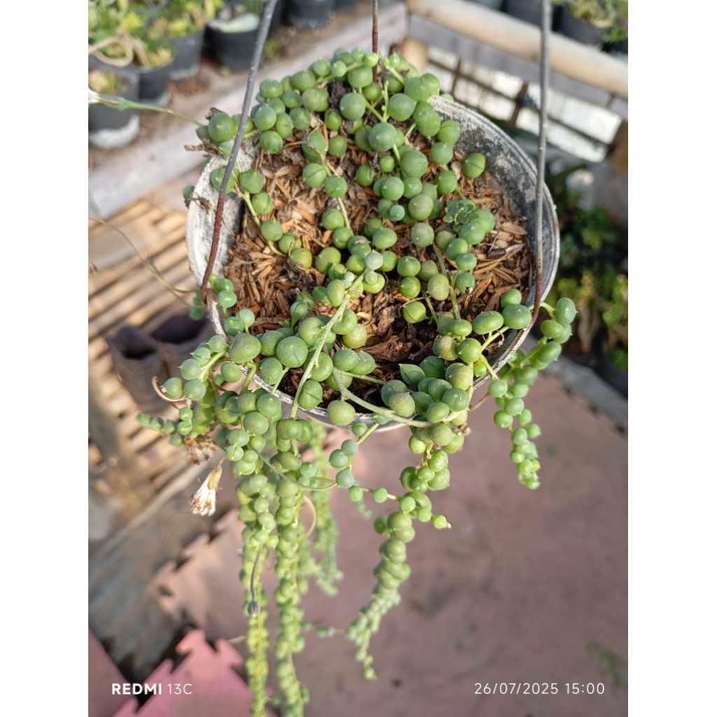 string of pearl tasbih