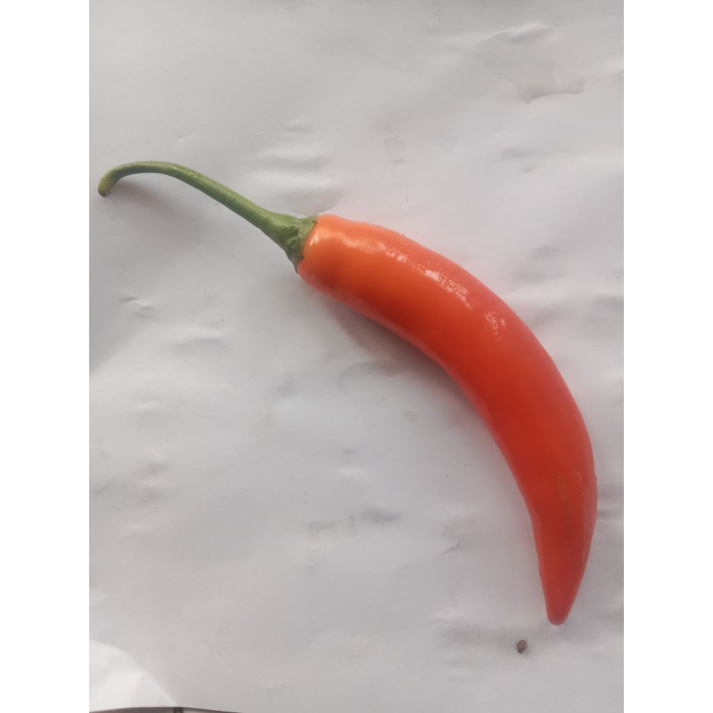 

Cabe merah besar super gendut besar dan segar ecer berat sekitar 20gr