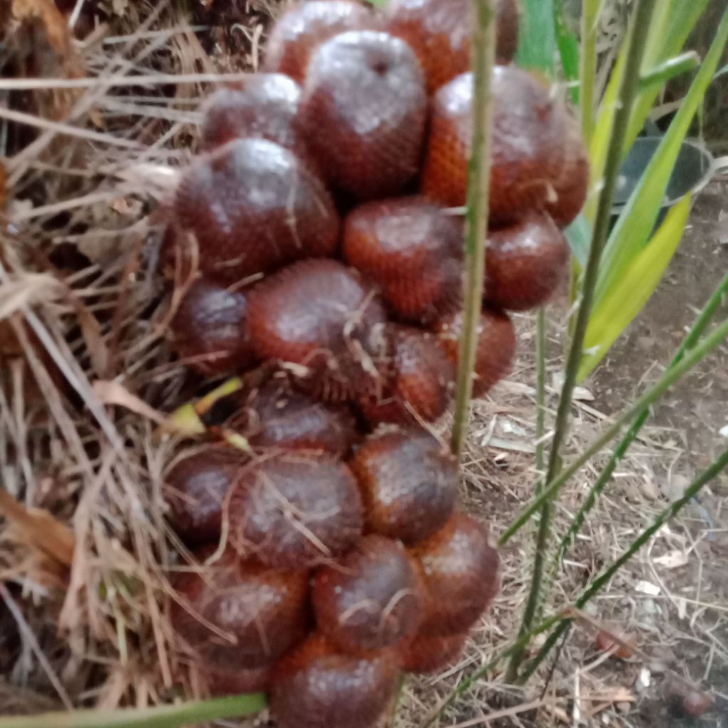 

BUAH SALAK PONDOH LERENG MERAPI 1KG FRESH LANGSUNG PETIK POHON