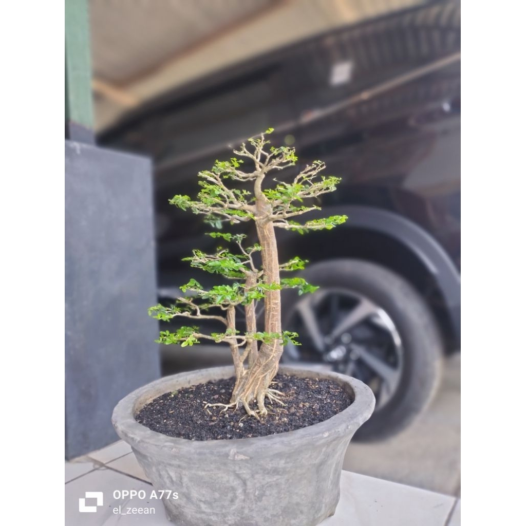 bonsai jeruk kingkit