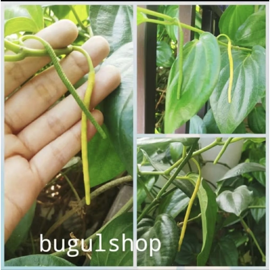 

Buah Sirih Hijau Segar