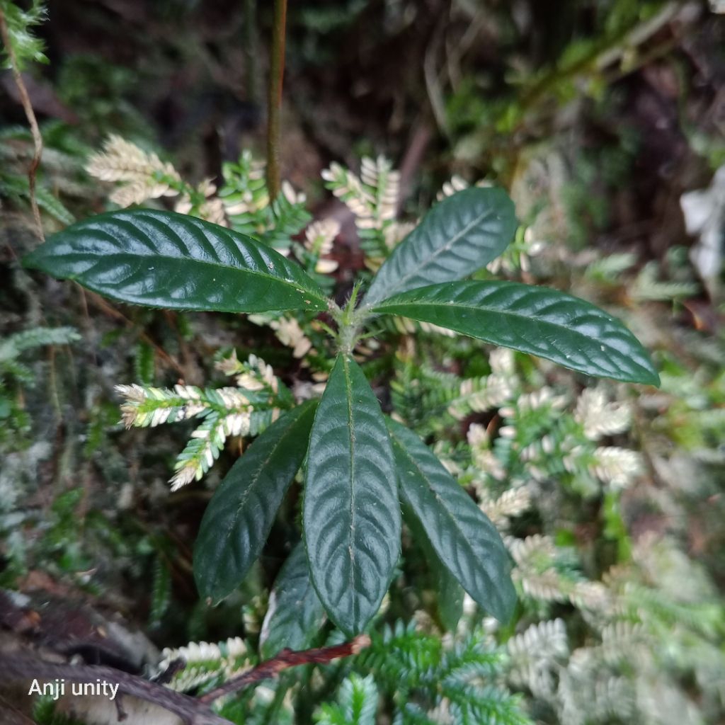 ardisia sp terbaru