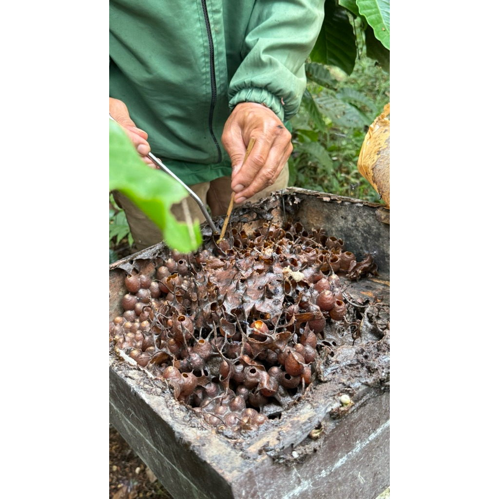 

MADU KLANCENG/ MADU JOS/ MADU MANTAP MANTAP/ MADU MURNI/ MADU ASLI 100%