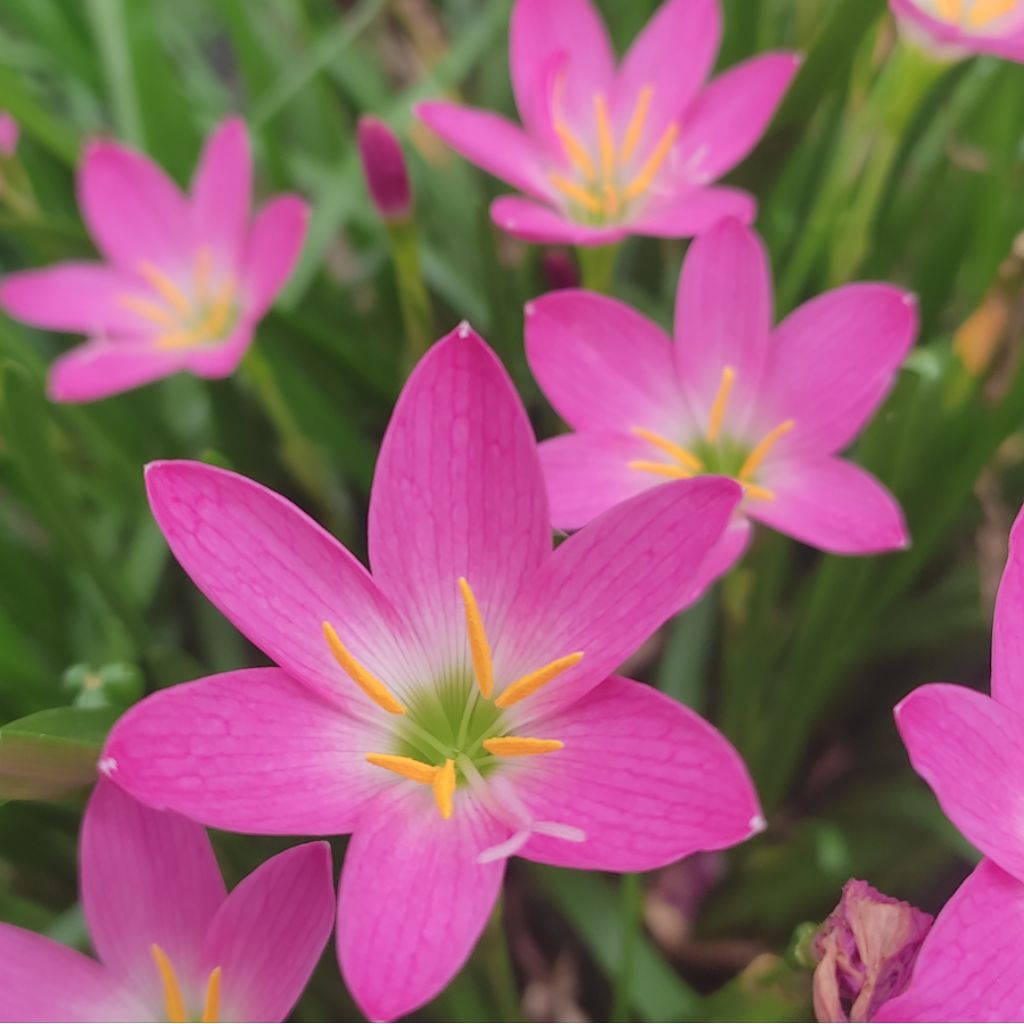 Umbi Bunga lily lili Hujan Rain Lily