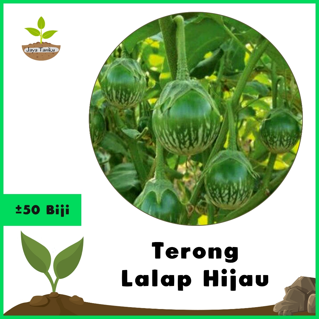 Jaya Taniku - Benih Terong Lalap Hijau Seribuan F1 Hibrida Unggul