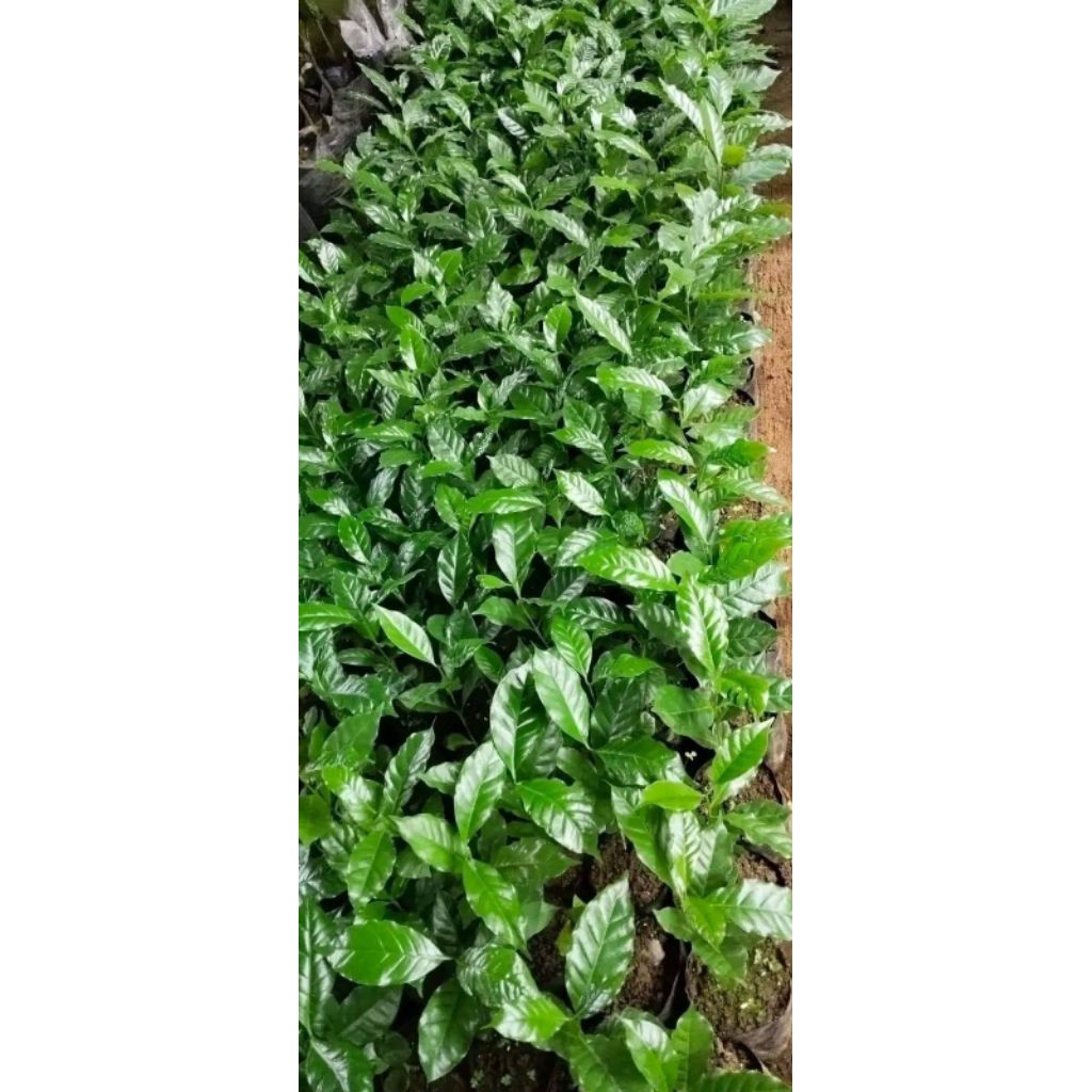 bibit kopi arabika