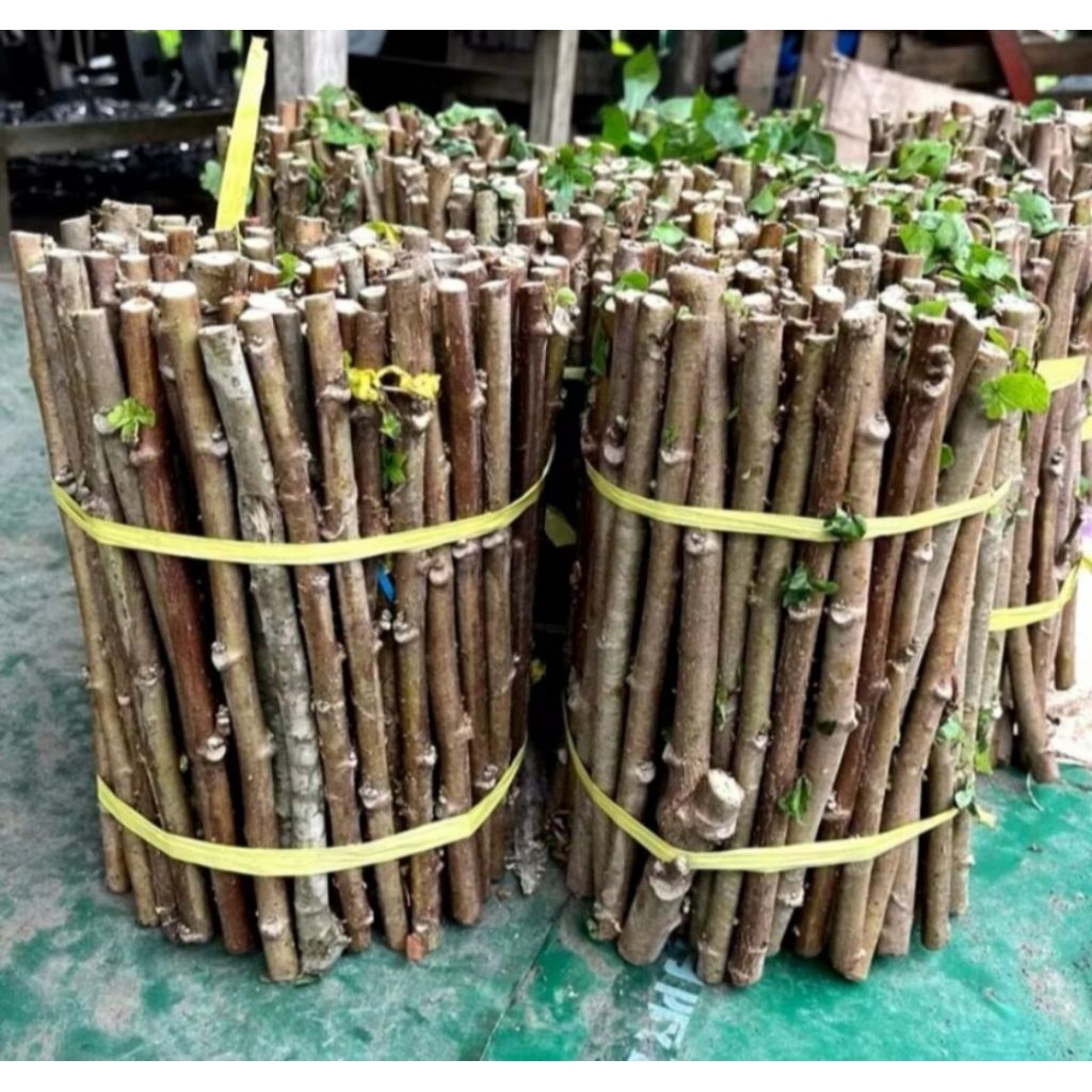 

Bibit Singkong Papua 10 batang / bibit siap tanam - hasil panen cepat berkembang