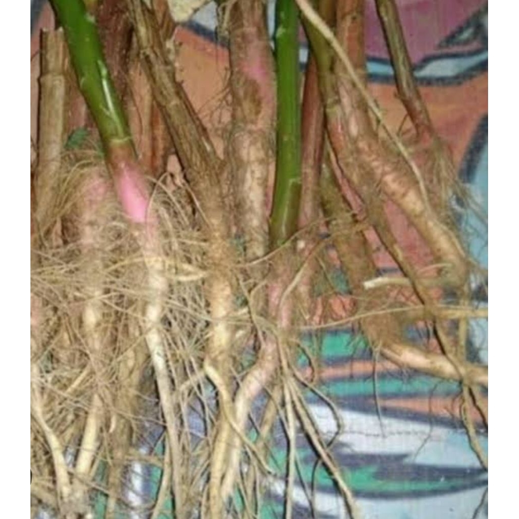 

Akar pohon bayam duri asli organik isi 1 pcs rempah asli nusantara