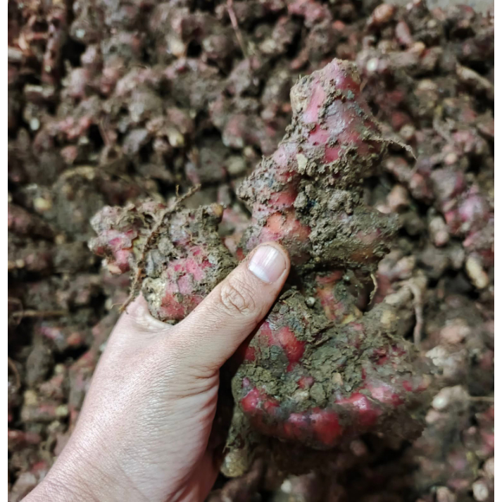 

1 kg Jahe Merah / 500 Gram Jahe Merah Segar Alami