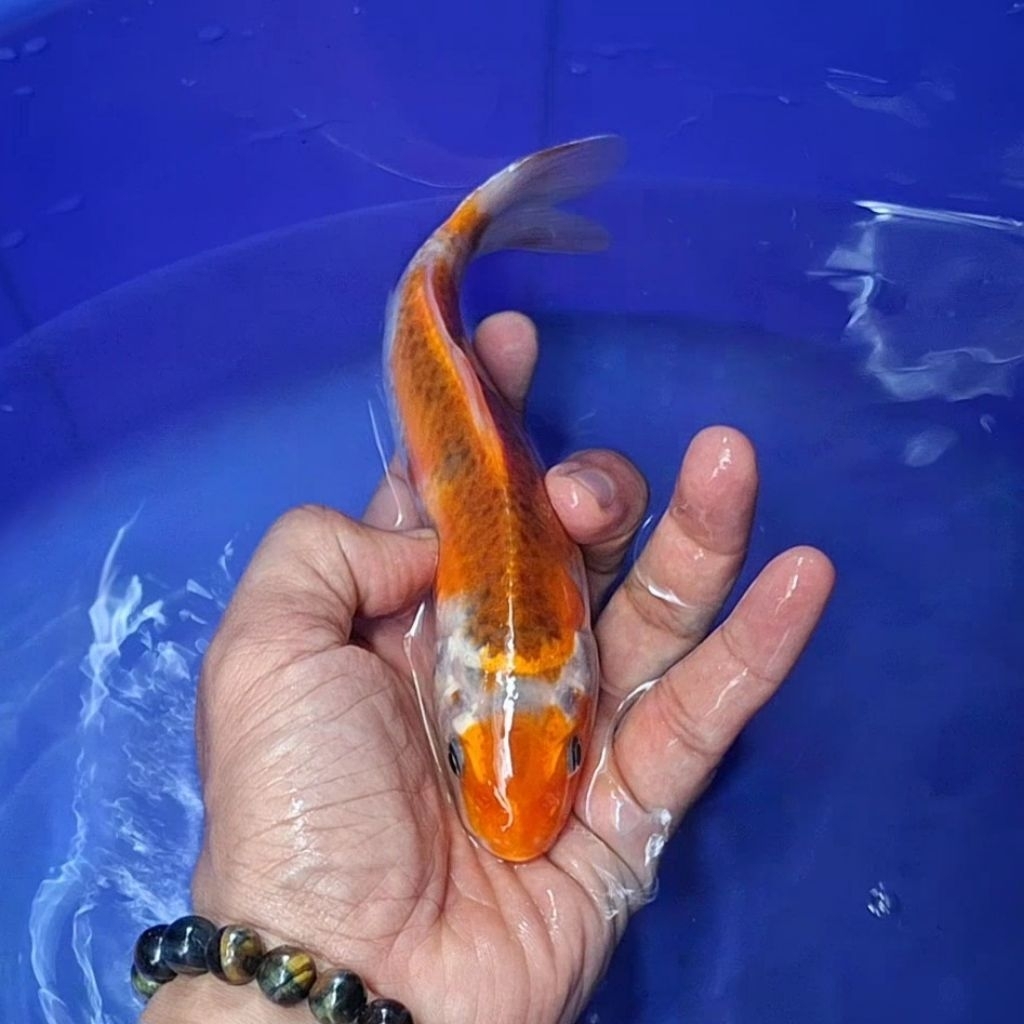 Ikan Koi Blitar Jenis Kujaku / Rumah Koi Jakarta / kode 0010