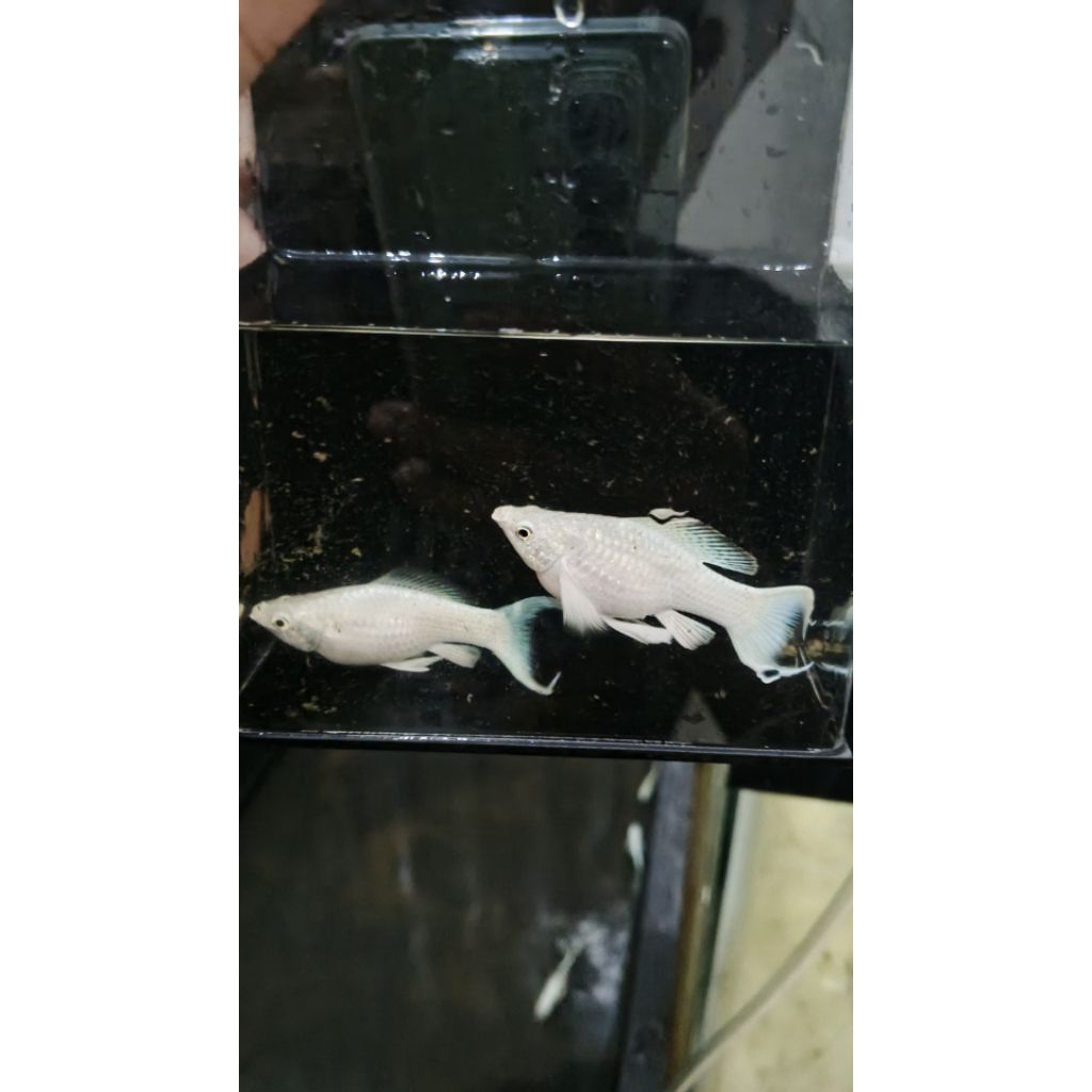 molly Platinum Cawang