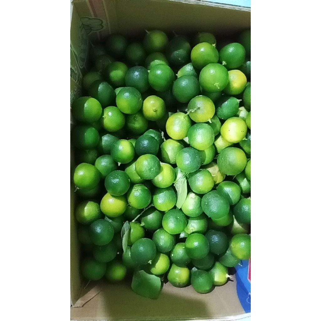 

JERUK SONKIT KASTURI GRADE A | 600GRAM