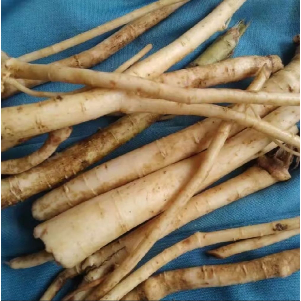 

Akar pepaya segar fresh /250 gr