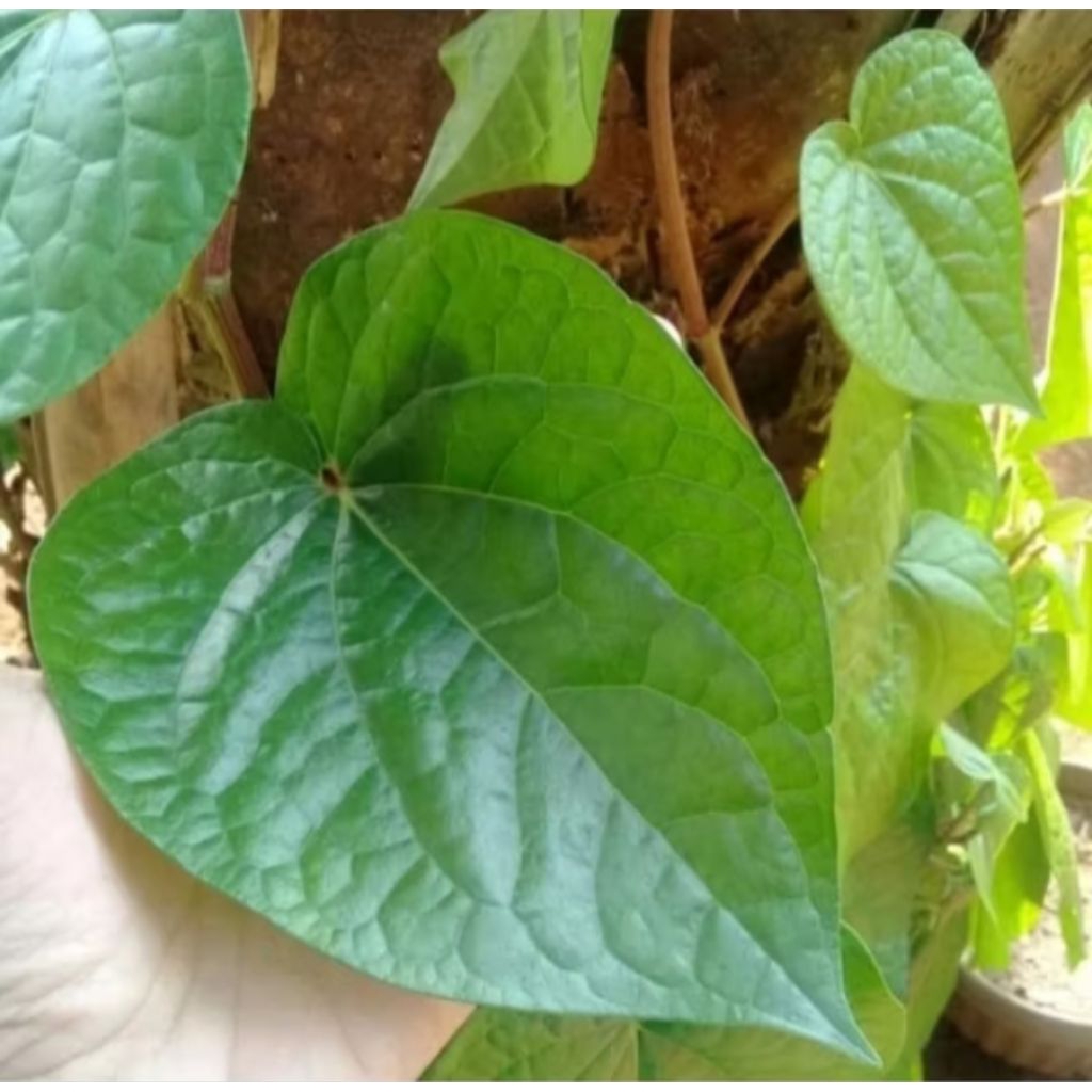 

Daun sirih segar/100 lemabar daun