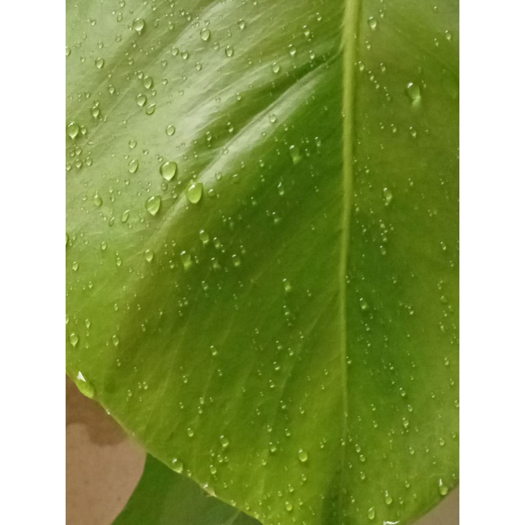 

reques order herbal cair