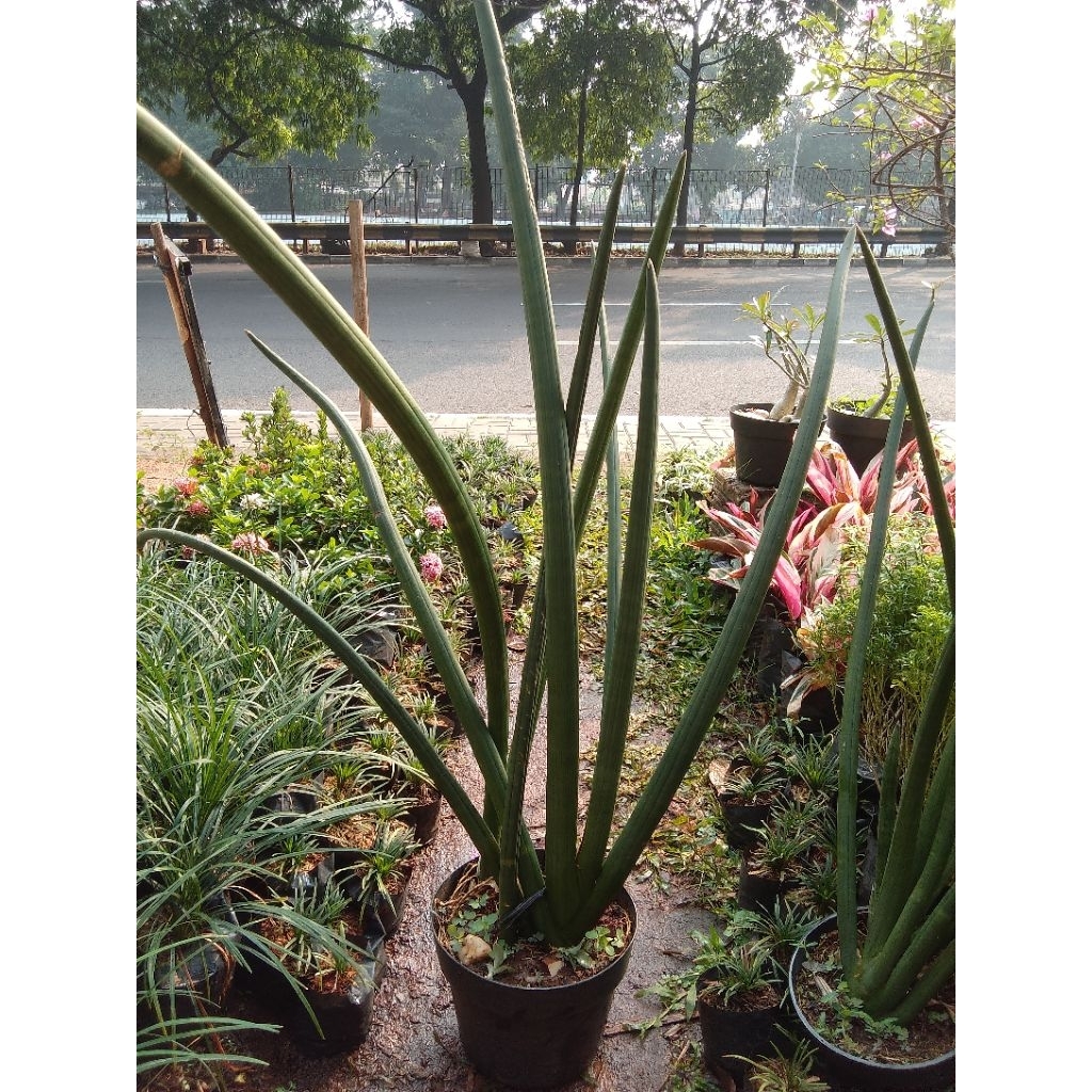 tanaman hias sensiviera t0mbak