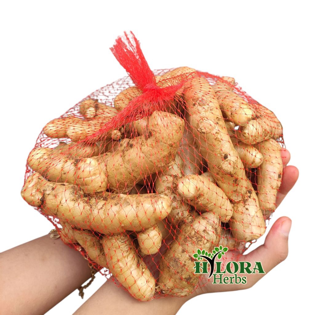 

Temu Putih Segar 1kg - Temu Putih Fresh asli Herbal