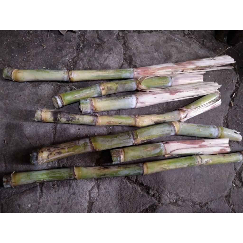 

Bibit tebu ijo (pucuk) es tebu