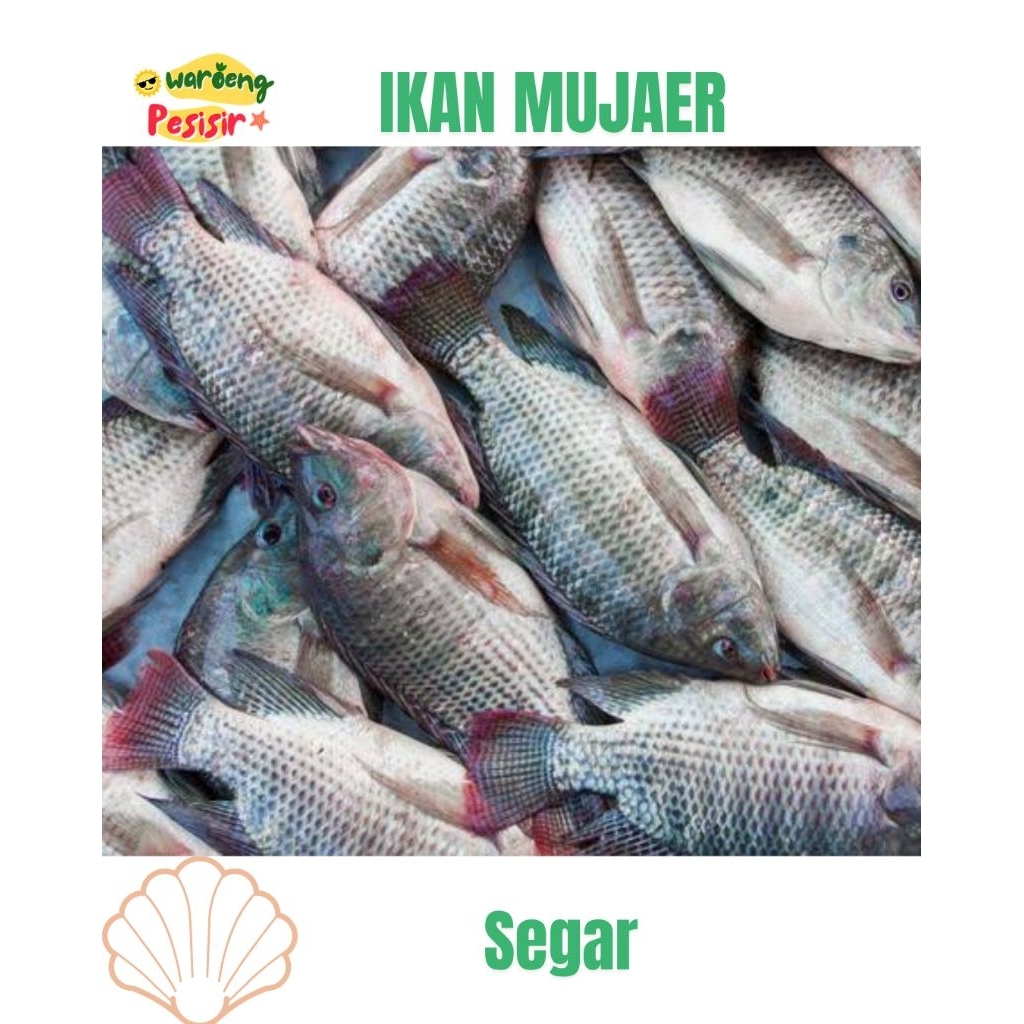 

IKAN MUJAER / MUJAIR NILA - DIJUAL PER KILOGRAM
