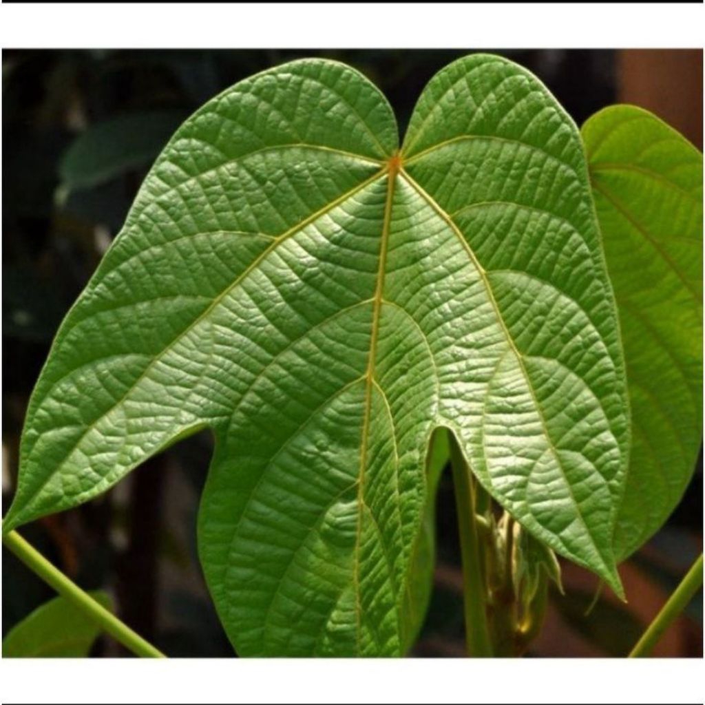 

Daun pucung/Daun Kluwek Segar per 1 kg