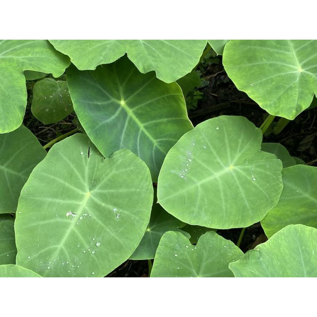 

Daun talas segar di petik langsung er 10 lembar bungkus buntil