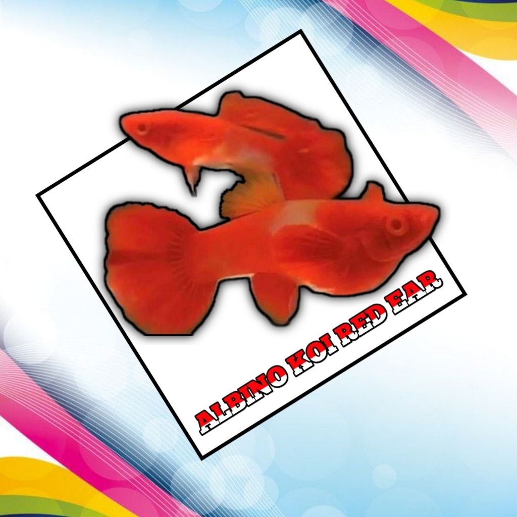 

STICKER KEKINIAN ALBINO KOI RED EAR