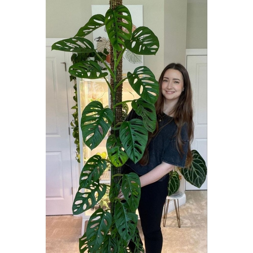 Monstera Janda Bolong – Daun Besar Varian Premium | Bibit Siap Tanam