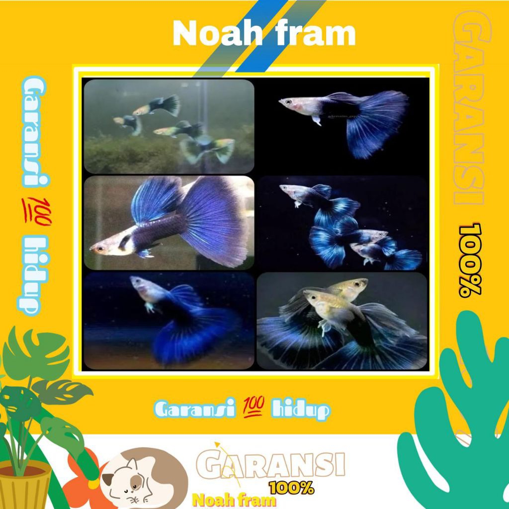 isi aquarium Guppy Hb blue sepasang siap kawin