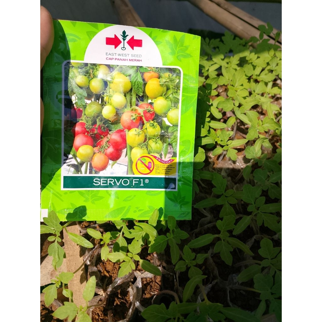 bibit tomat servo f1