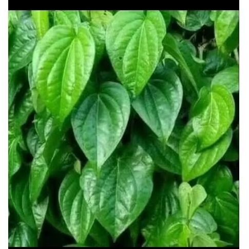 

daun sirih alami Fress