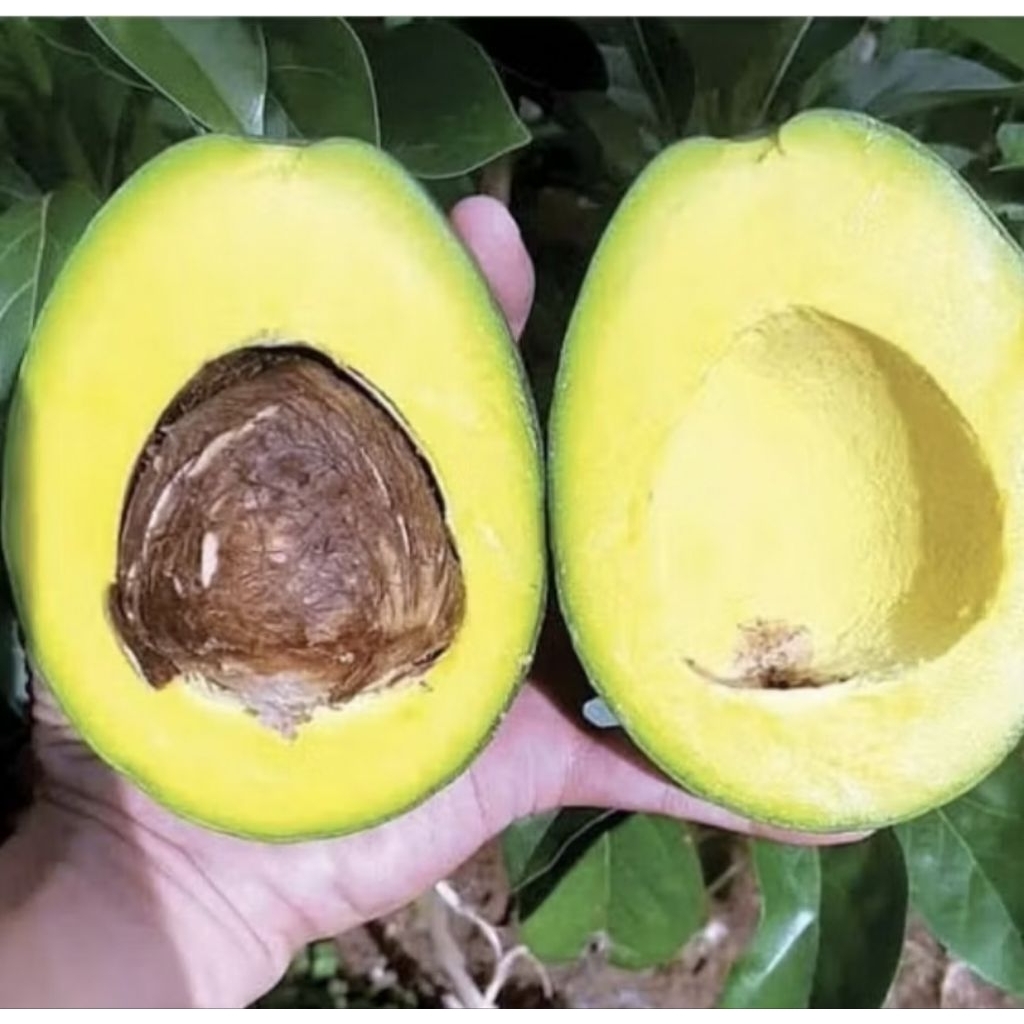 

ALPUKAT MENTEGA BULAT SUPER PULEN BESAR 1KG 3-4