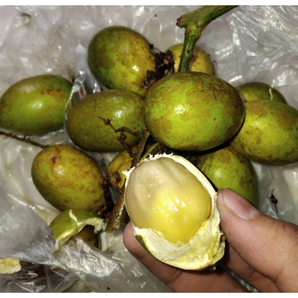 

matoa khusus pesan di wa