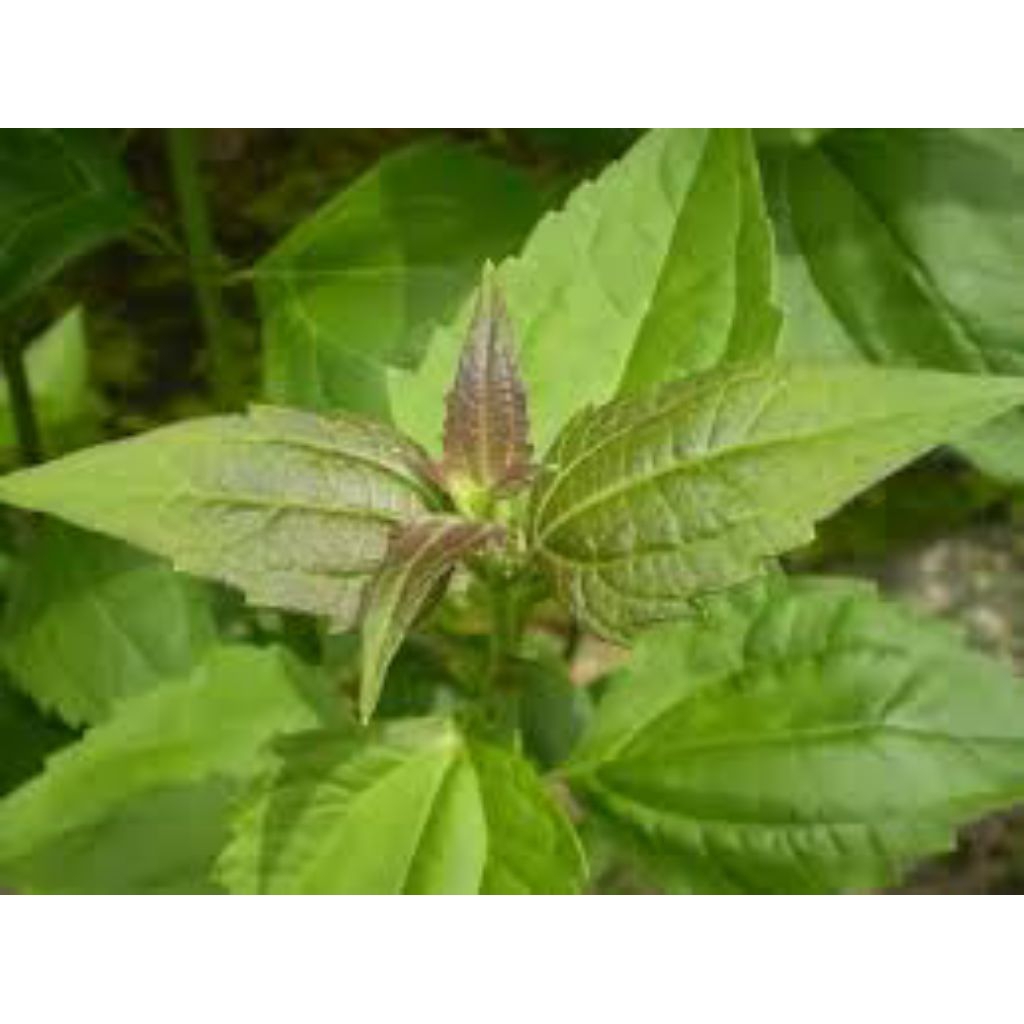 

DAUN KOPASANDA / BALAKACIDA / KIRINYUH 1KG, OBAT HERBAL, TRADISIONAL