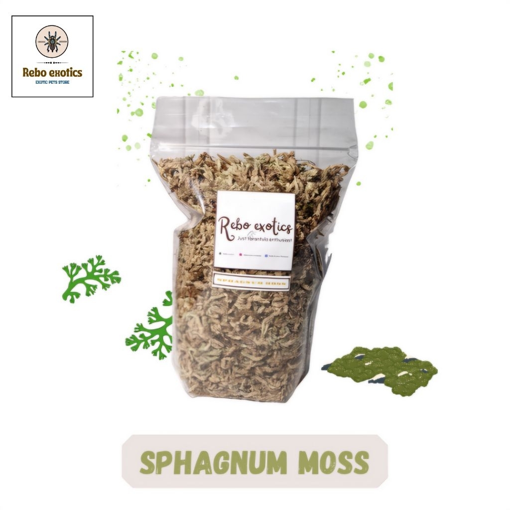 Sphagnum moss chille lumut kering hutan
