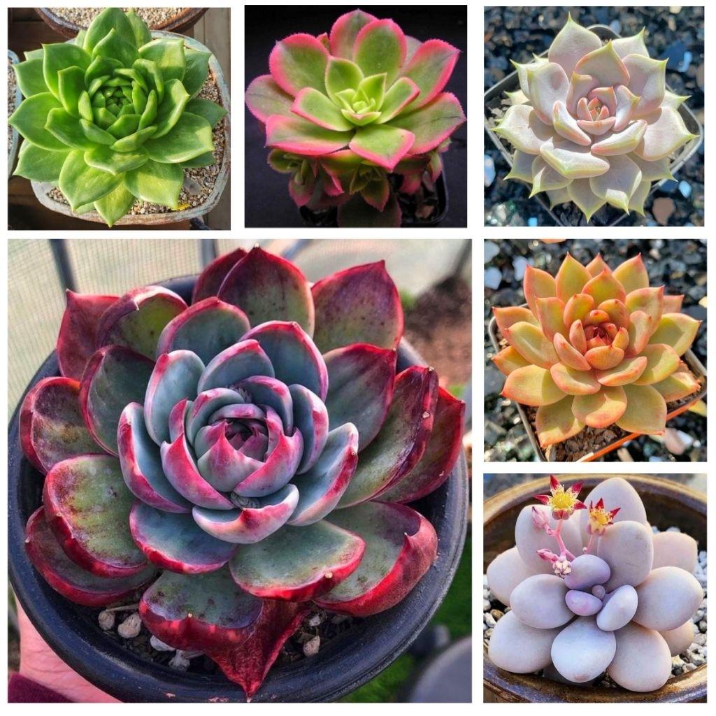 Paket Sukulen Kaktus Hidup Mini Isi 30 Pcs Free Pot