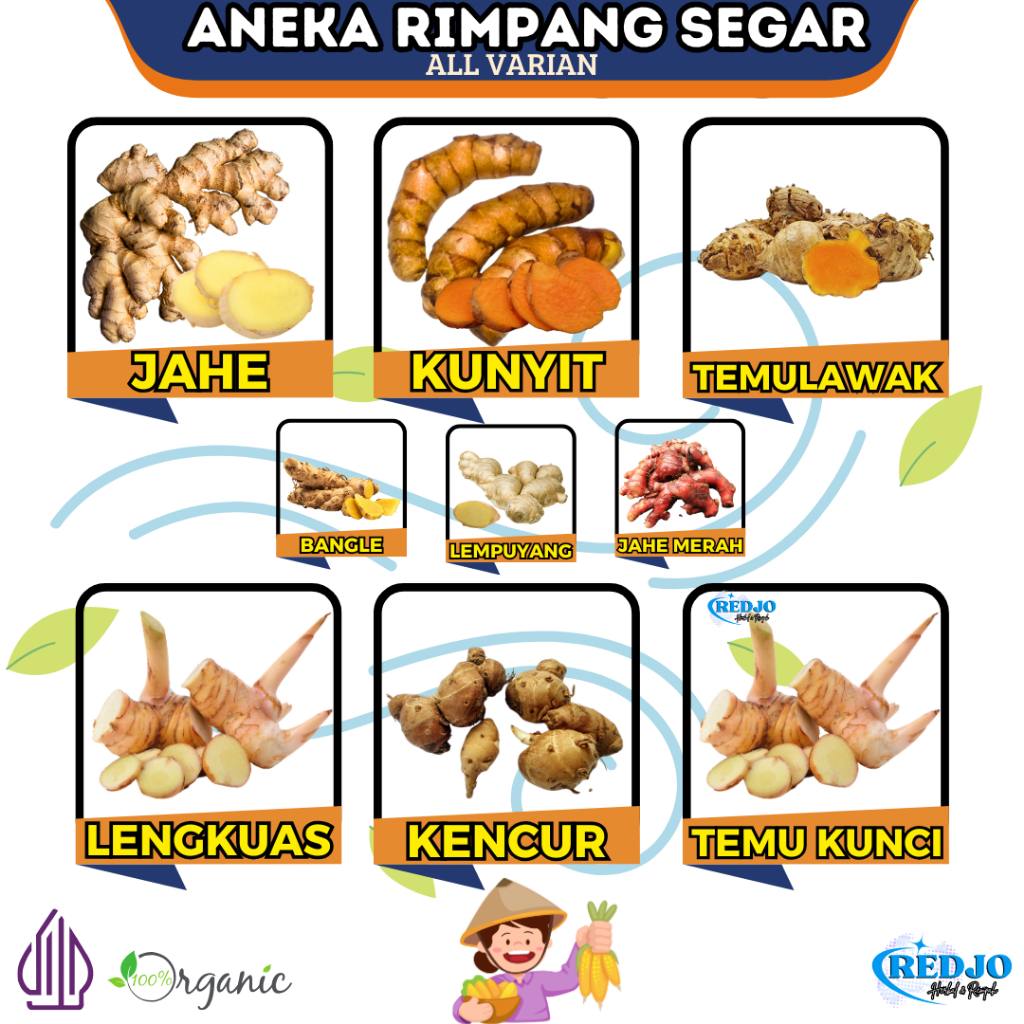 

Aneka Rempah Rimpang Segar Kunyit Jahe Temulawak Bangle Lempuyang Jahe Merah Lengkuas Kencur Temu Kunci Fresh