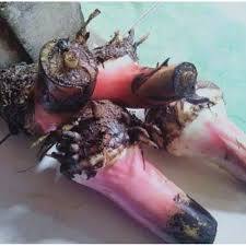 BIBIT PISANG ULI / BIBIT BONGGOL PISANG ULI SUPER 1 POHON