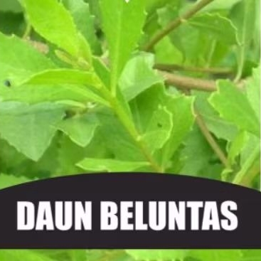 

Daun luntas segar, daun beluntas fresh diambil saat order masuk per250 gram