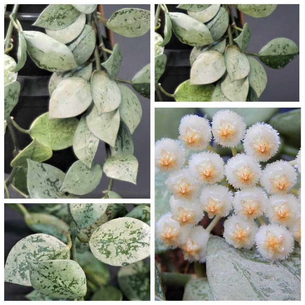 Tanaman Hias hoya lacunosa silver