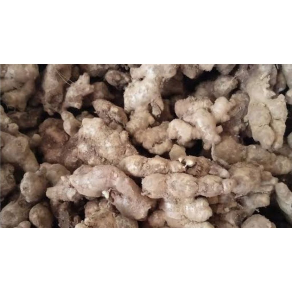 

JAHE EMPRITSEGAR FRESH