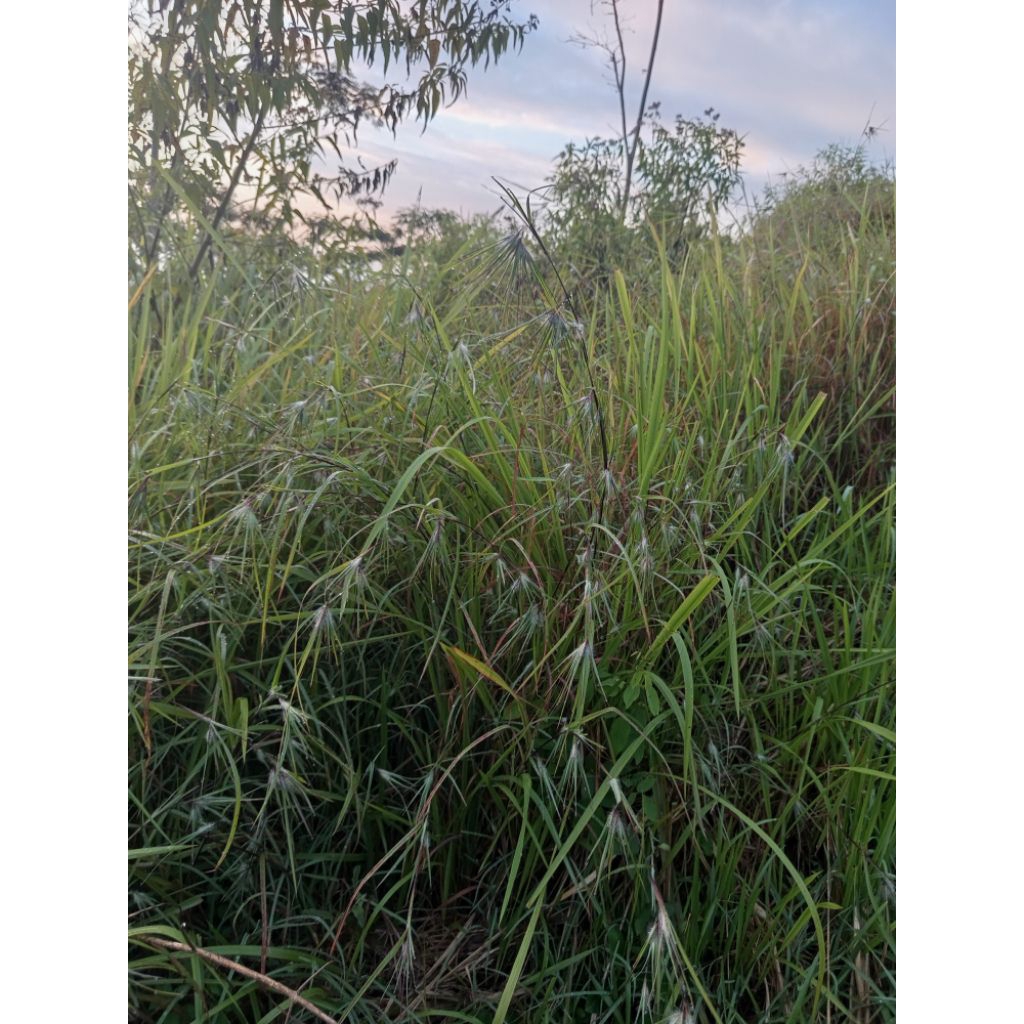 

jual bulu prindu segar per 15 batang