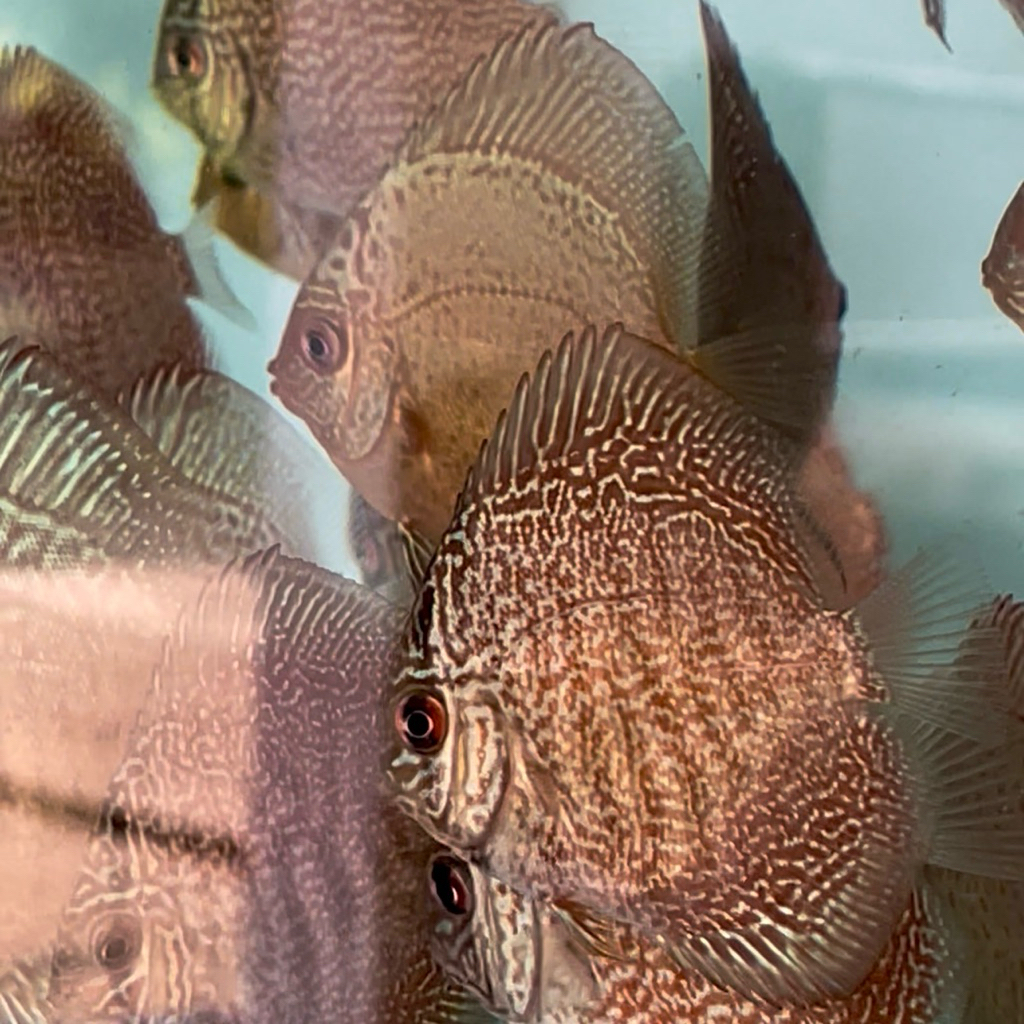 IKAN DISCUS JENIS BLUE SCORPION DAN KING VIPER UKURAN 2 INCH