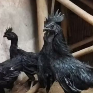 ayam cemani dewasa darah hitam