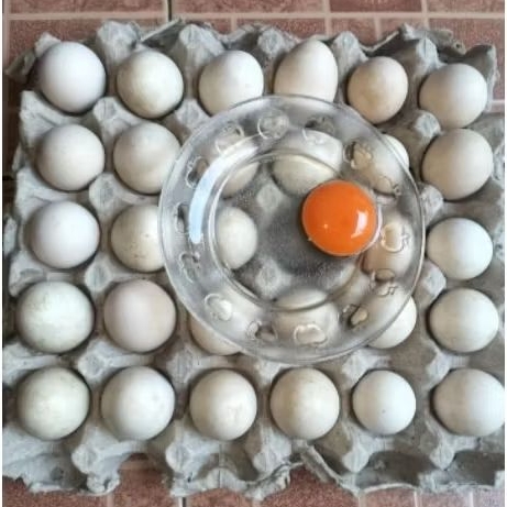 

Telur ayam kampung omega ( 1 Tray = 30 Butir )