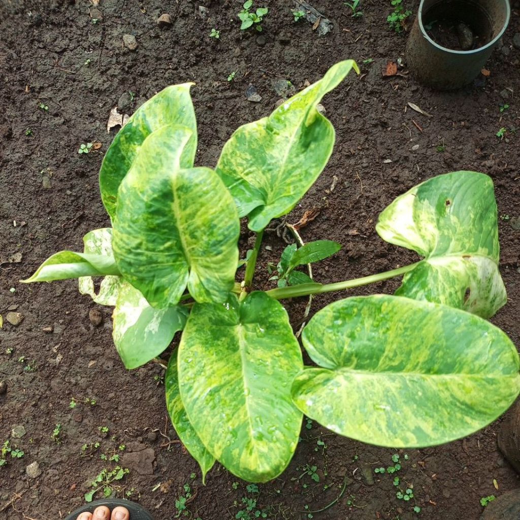 homalomena varigata
