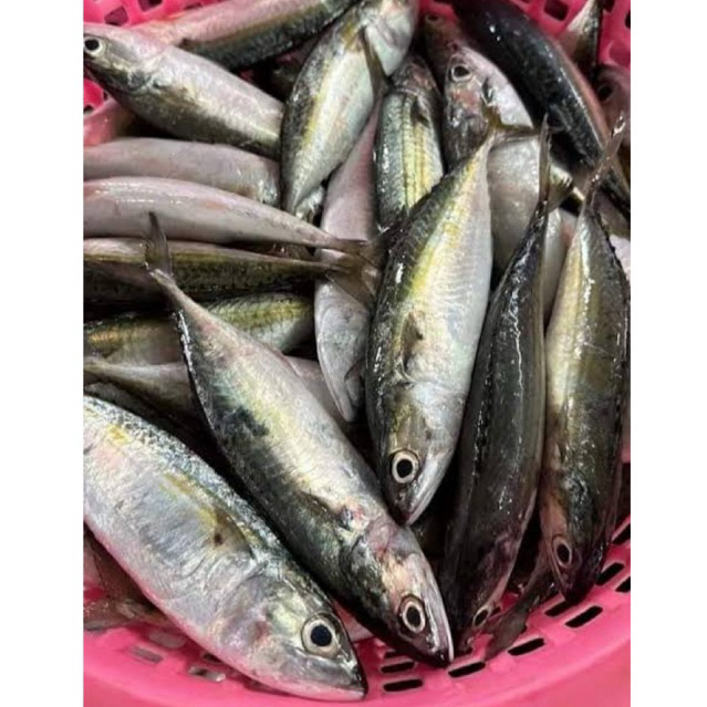 

ikan banyar, peda segar dibersihkan