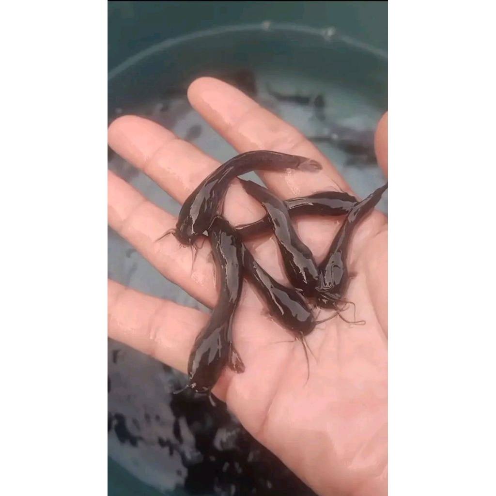 Bibit ikan lele ukuran 5-6cm paketan 200ekor