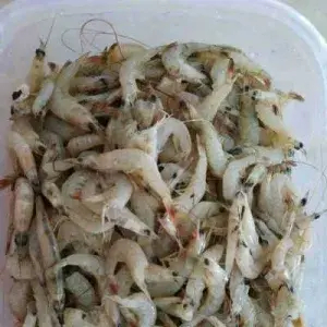 

Udang kecil (tersedia dr pkl 06.00-08.30)