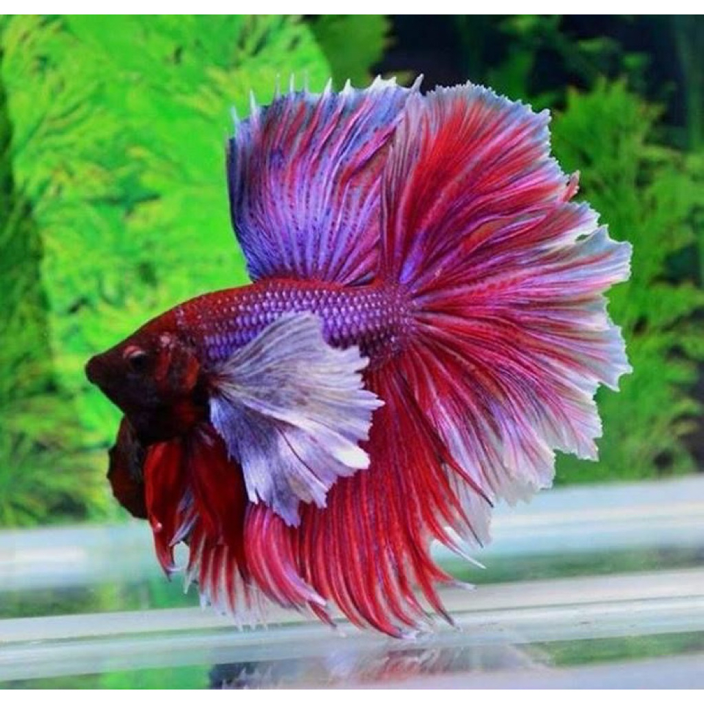 Cupang Halfmoon Big Ear cerah