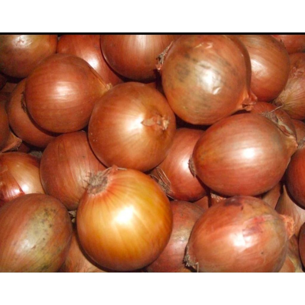 

Bawang Bombay Besar Bumbu Masakan Bumbu Dapur Umbi Rempah